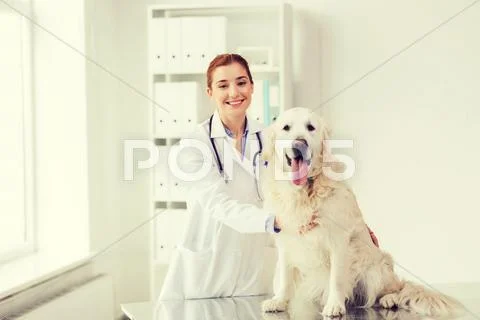 Happy doctor with retriever dog at vet clinic Stock Photos