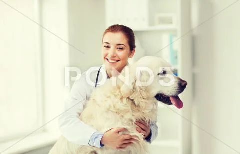 Happy doctor with retriever dog at vet clinic Stock Photos