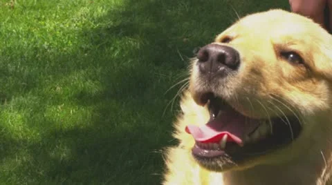 Happy dog 01 스톡 동영상 11139910