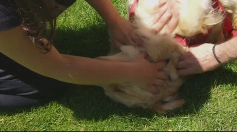Happy dog 02 스톡 동영상 11140179