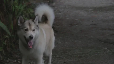 Happy Dog Approaches Camera in Forest 스톡 동영상 219530987