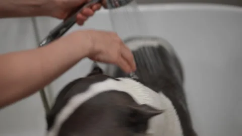 Happy Dog Bathing Experience While Having Fun in the Tub Full of Soapy Suds Stock Footage 301439403