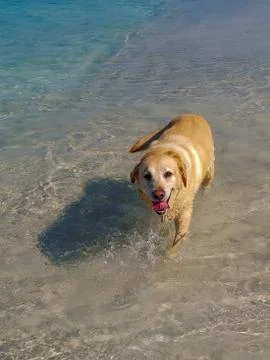 Happy dog at the beach Stock Photos
