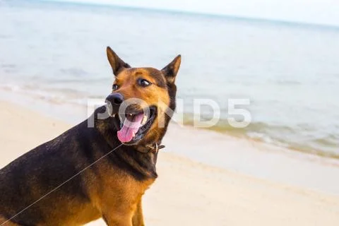 A happy dog on the beach. Stock Photos