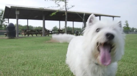 Happy dog chases camera Stock Footage 51018702