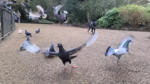 Happy dog chasing pigeons Stock Footage 265801986