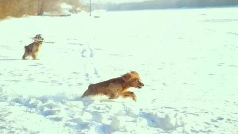 Happy dog Cocker Spaniel running jumping in nature in winter, enjoying in slow Stock Footage 73630710