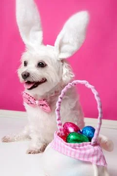 Happy dog at easter Stock Photos