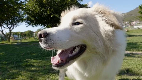 Happy dog face Stock Footage 81483503