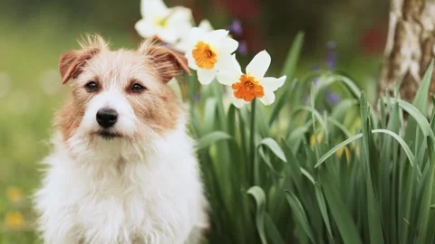 Happy dog face looking through the easter flowers, spring background Stock Footage 269419854