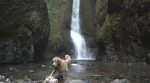 Happy Dog At The Falls Stock Footage 65258978