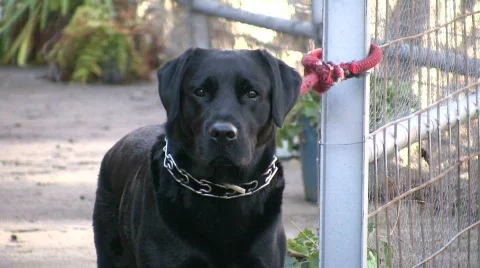 Happy dog Stock-Footage 303309