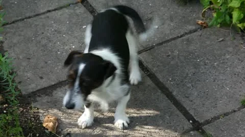 Happy dog Stock Footage