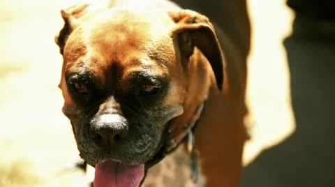 Happy Dog Stock Footage 21934897