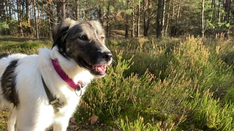 Happy Dog Vídeos de archivo 143496603