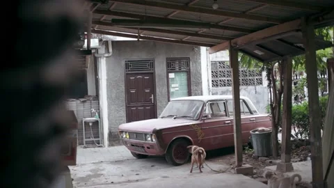 Happy dog Stock Footage 210532050