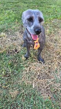 Happy dog on the grass Stock Photos