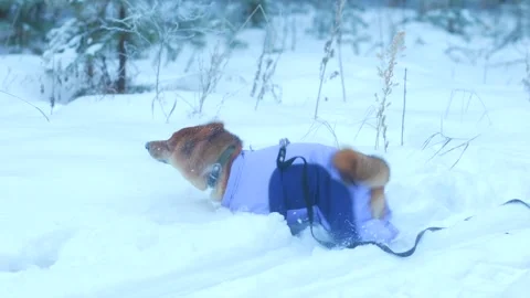 Happy dog joyfully playing in deep snow forest scenery Stock Footage 312984319