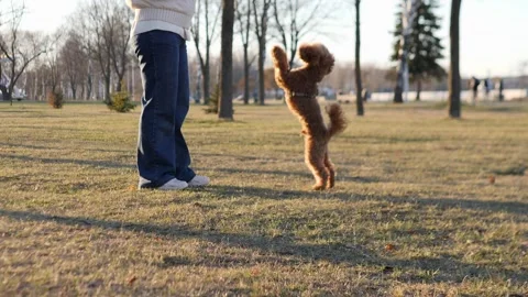 A Happy Dog Joyfully Playing Fetch in the Park with Their Loving Owner by the Stock Footage 307739042