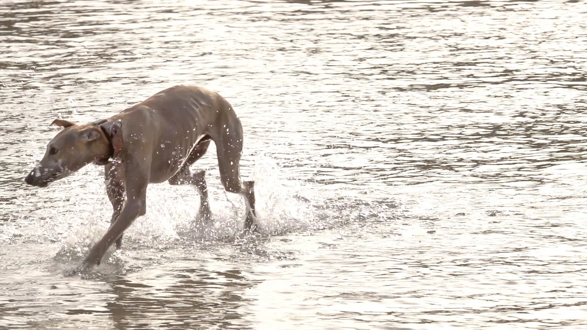 do greyhounds like the water