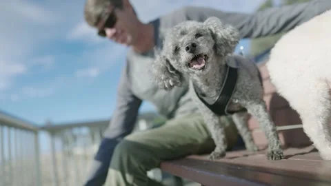 Happy dog laughs on bench Stock Footage 144498679