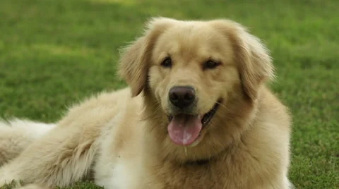 Happy Dog Laying Down Stock Footage 50734622