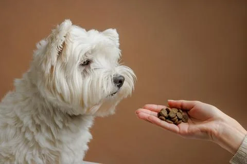 Happy dog licks while waiting for food in bone-shaped sticks, animal care c.. Stock Photos