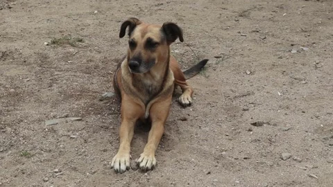 Happy Dog Looking Around Stock Footage 233860341
