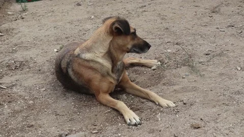 Happy Dog Looking Around Stock Footage 233860348