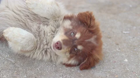 Happy Dog Looking Around Stock Footage 233860375