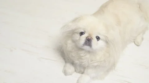 Happy Dog looking at the camera Stock Footage 61296247