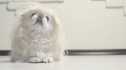 Happy Dog looking at the camera Stock Footage 61296308