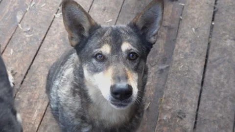 Happy Dog Looking At Camera Standing On Wooden Floor 스톡 동영상 332058342