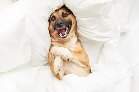 Happy Dog Lying in Comfortable Bed Stock Photos