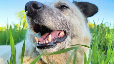 Happy dog lying in green grass on sunny day Stock Footage 340533376
