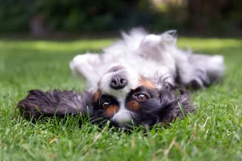 Happy dog lying upside down Stock Photos