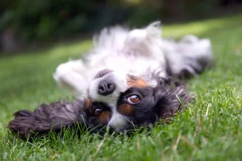 Happy dog lying upside down Foto stock