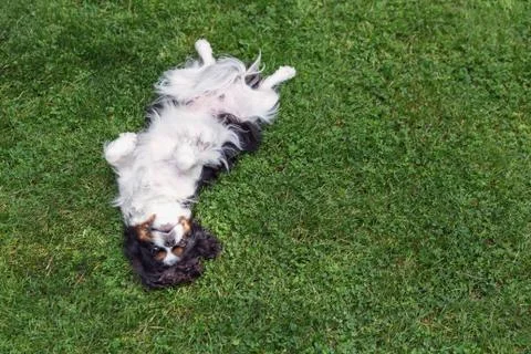 Happy dog lying upside down Stock Photos