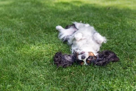 Happy dog lying upside down Stock Photos