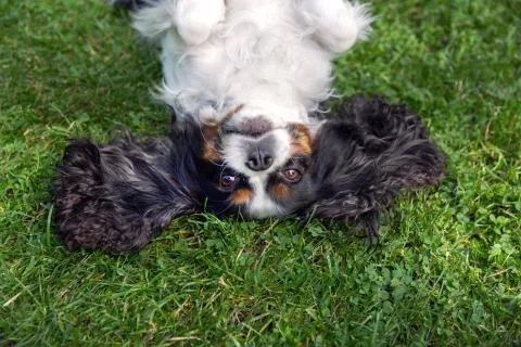 Happy dog lying upside down Stock Photos