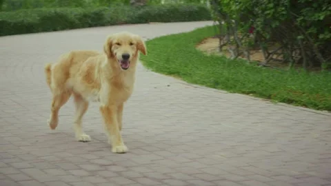 Happy Dog in the park Stock Footage 290859603