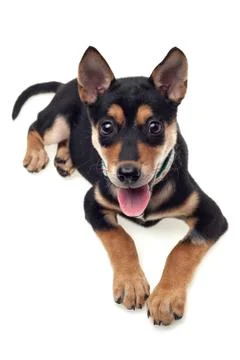 Happy dog Stock Photos