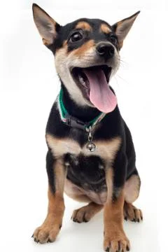 Happy dog Stock Photos