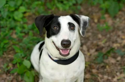 Happy Dog Stock Photos