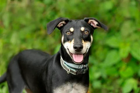 Happy Dog Stock Photos