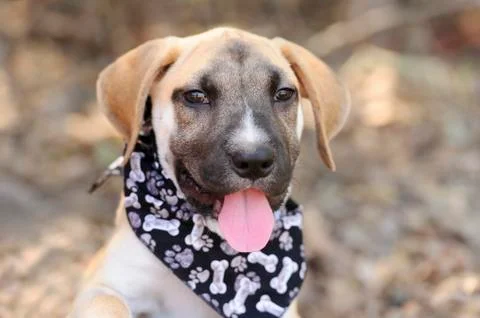 Happy Dog Stock Photos