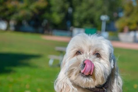 Happy dog Stock Photos