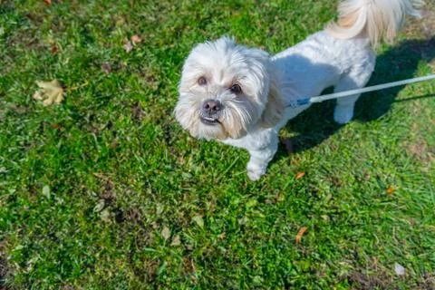 Happy dog Stock Photos