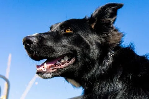 Happy dog Foto stock