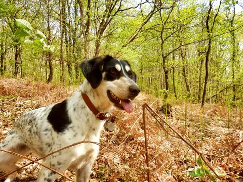 Happy Dog! Stock Photos